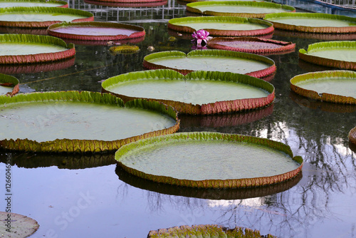 Quadro em tela Victoria or giant waterlily is a genus of water-lilies