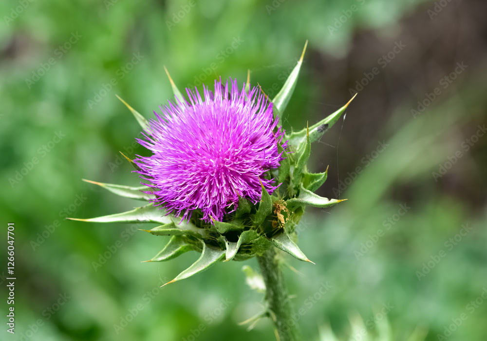 wild plants, wild thorn photos wild plants, wild thorn photos