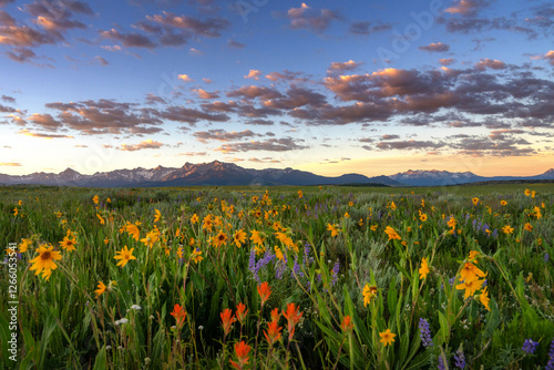 A field of wildflowers with mountains in distance Colorado photo