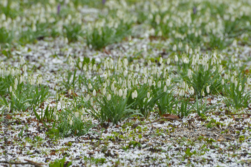 Wetter, Witterung, Graupel