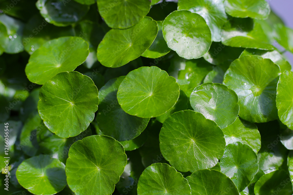 Fresh centella asiatica leaves. Gotu kola herb plant Fresh centella asiatica leaves. Gotu kola herb plant