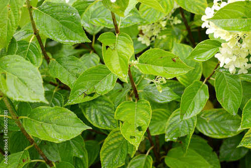 Wallpaper Mural Gewitter, Regen, Hagel Torontodigital.ca