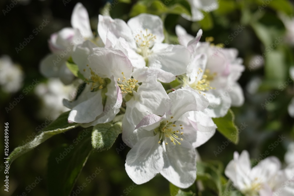 Pattern - White blossoms, flowers of the wild flowering trees, in the sunshine in the spring - 9 - Vilnius, May 2024 Pattern - White blossoms, flowers of the wild flowering trees, in the sunshine in the spring - 9 - Vilnius, May 2024