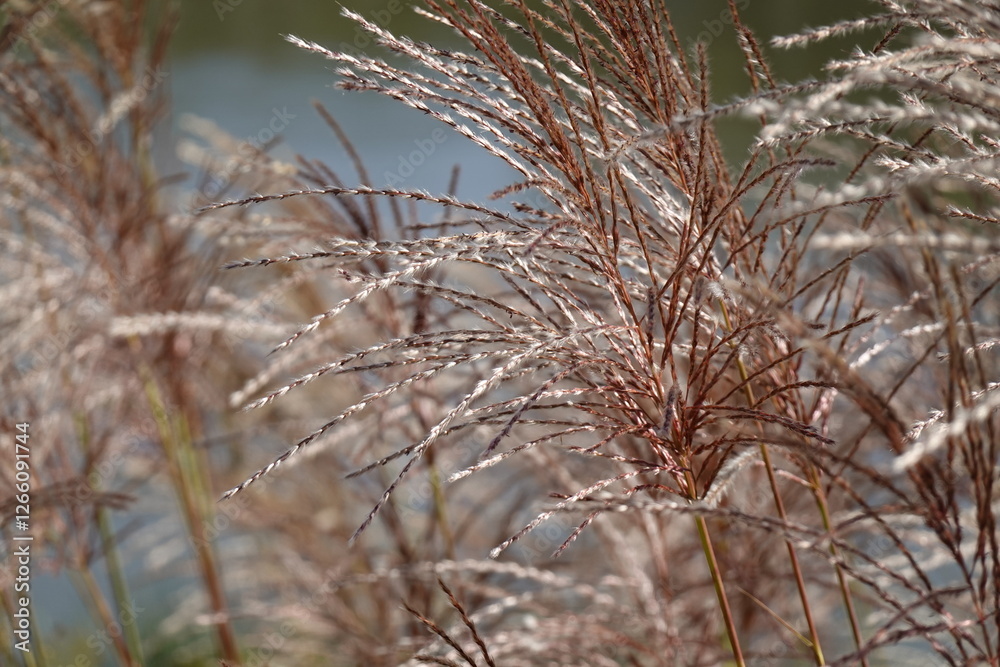 Pattern - Wildland: greenery, bents, grasses, herbs, sedges - 23 - Vilnius, September 2024 Pattern - Wildland: greenery, bents, grasses, herbs, sedges - 23 - Vilnius, September 2024
