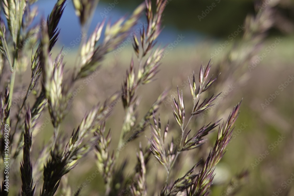 Pattern - Wildland: greenery, bents, grasses, herbs, sedges - 1 - Vilnius, June 2024 Pattern - Wildland: greenery, bents, grasses, herbs, sedges - 1 - Vilnius, June 2024