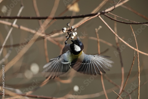 Japanese tit or Cinereous Tit (Parus cinereus minor) male in Japan. photo