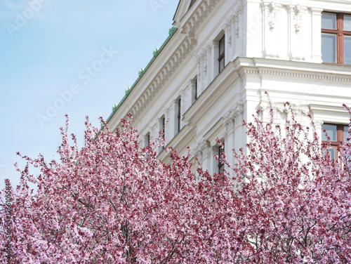 Photography Sakura cherry blossom at the background of a historic building in the center of Vienna, Schottentor