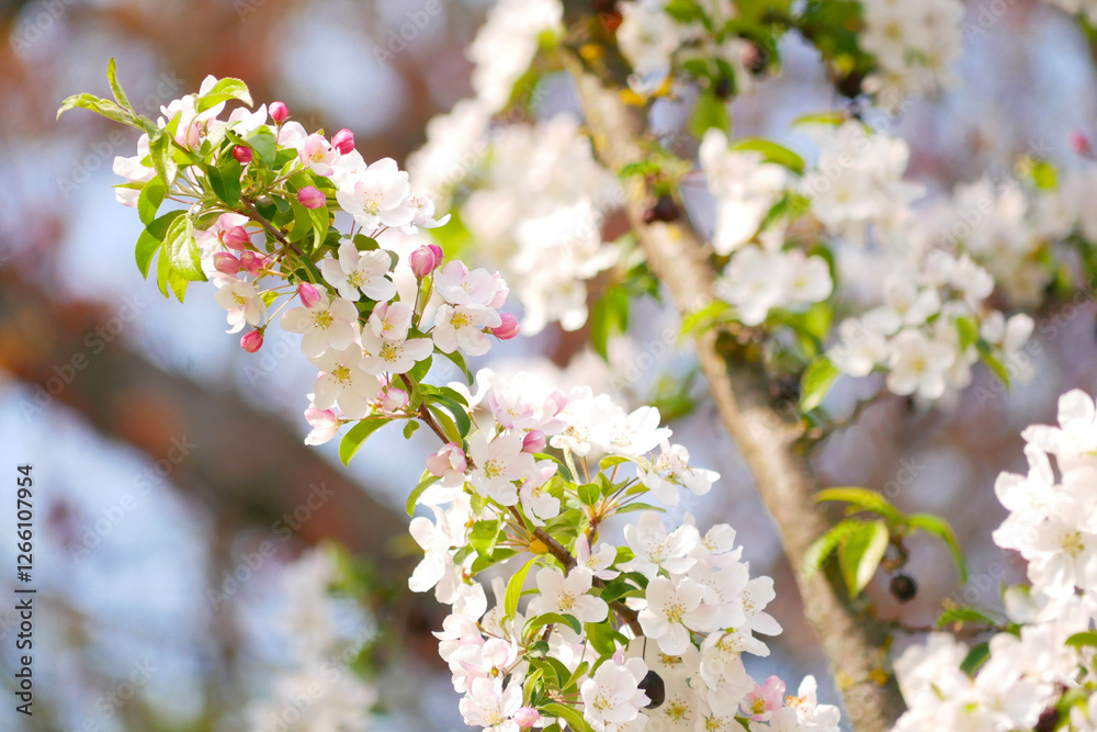 White Sakura cherry tree blossom in Vienna. Spring concept White Sakura cherry tree blossom in Vienna. Spring concept