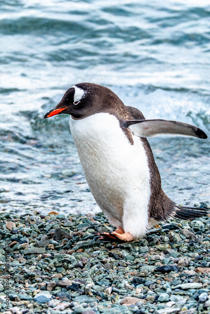 Naklejka premium Gentoo Penguin walking in Danco Island, Antarctica