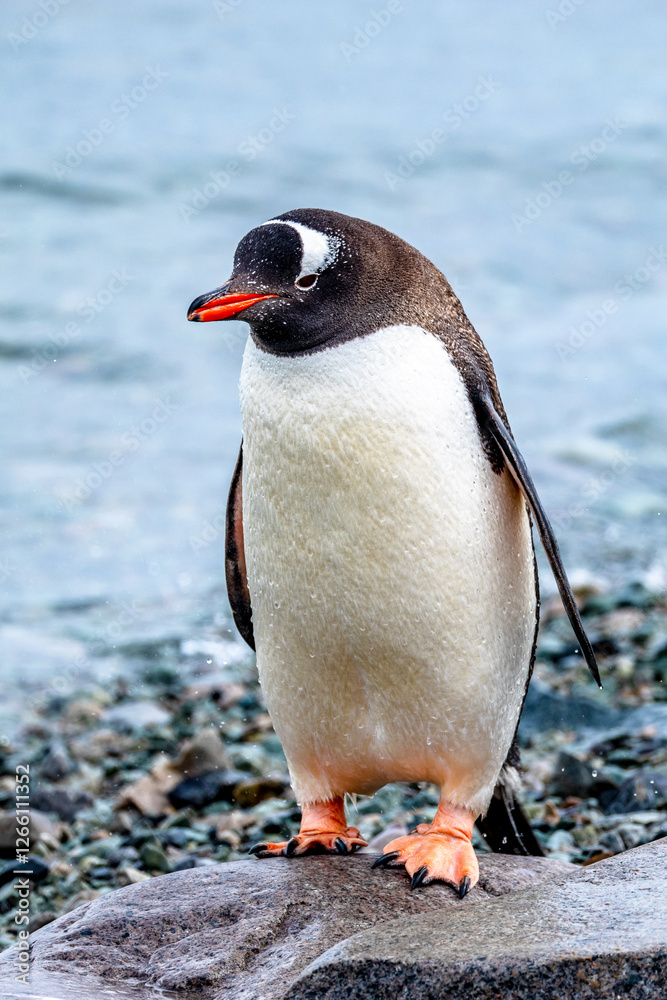 Obraz premium Gentoo Penguin walking in Danco Island, Antarctica