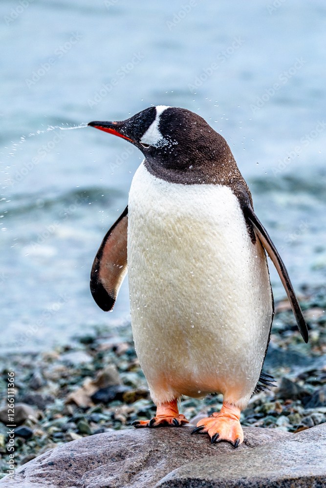 Fototapeta premium Gentoo Penguin walking in Danco Island, Antarctica