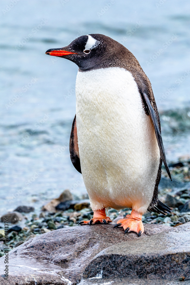 Fototapeta premium Gentoo Penguin walking in Danco Island, Antarctica