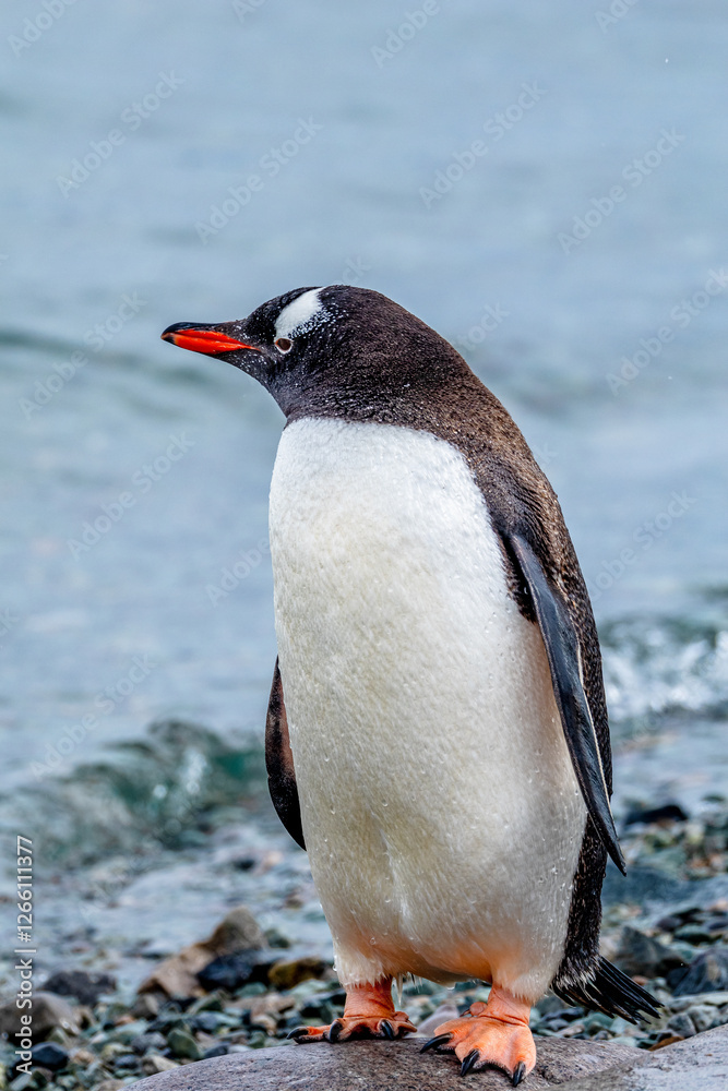 Naklejka premium Gentoo Penguin walking in Danco Island, Antarctica