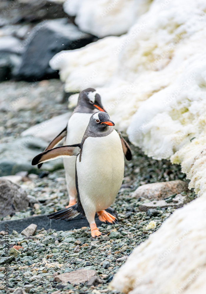 Fototapeta premium Gentoo Penguins walking in Danco Island, Antarctica