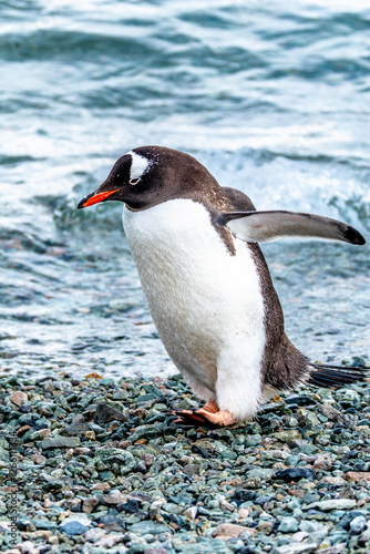 Gentoo Penguin walking in Danco Island, Antarctica photo