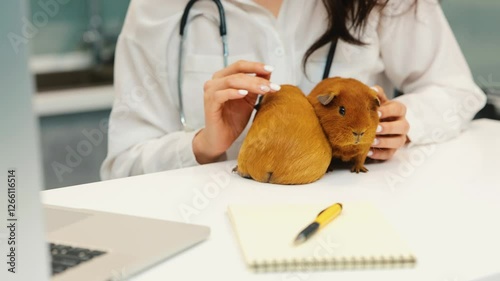 Young woman working at home during quarantine. Veterenarian sit and hold two brown guinea pigs. Pet them with hand and take care. Show pigs on web laptop camera. photo