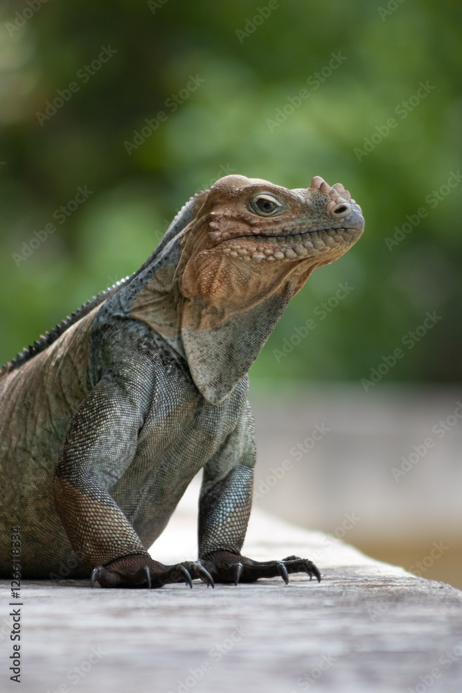 Fototapeta premium Iguana in the wild