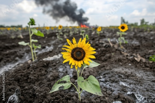 A lone sunflower stands in scorched earth, smoke from a distant fire billows into the sky, hinting at destruction. photo