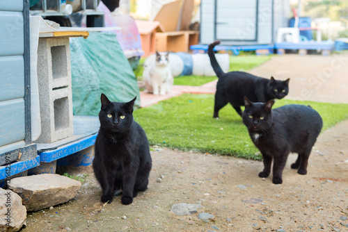 Three street black cats in a cat shelter sanctuary being cared by kind volunteers, looking at camera. Cats rescued from street dangerous construction area.