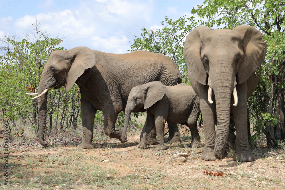 Fototapeta premium Afrikanischer Elefant / African elephant / Loxodonta africana