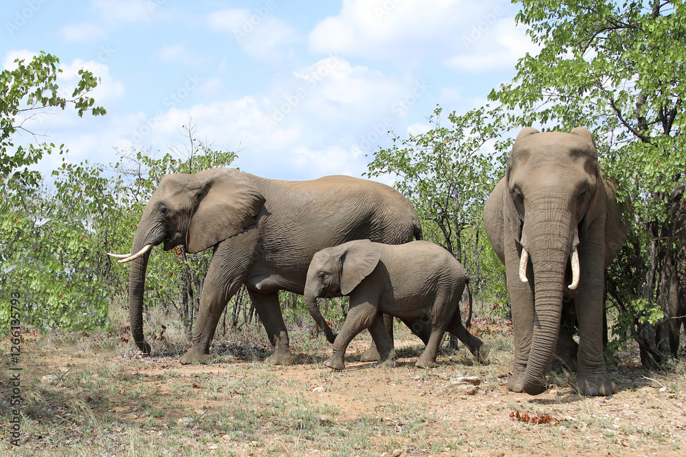 Fototapeta premium Afrikanischer Elefant / African elephant / Loxodonta africana