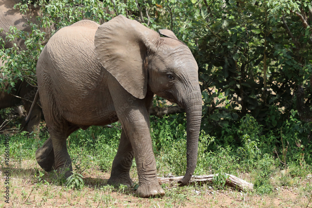 Afrikanischer Elefant / African elephant / Loxodonta africana