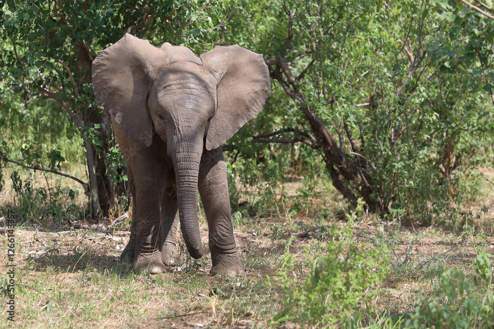 Obraz premium Afrikanischer Elefant / African elephant / Loxodonta africana