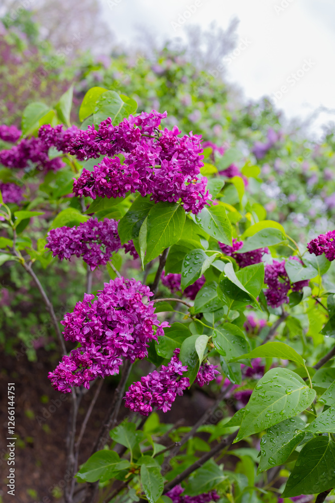 A lilac garden is a cultivated space dedicated to growing and showcasing lilac shrubs (Syringa species). These gardens are known for their fragrant blooms, which typically appear in late spring. A lilac garden is a cultivated space dedicated to growing and showcasing lilac shrubs (Syringa species). These gardens are known for their fragrant blooms, which typically appear in late spring.