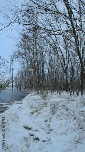 Frozen lake in the woodalnds at winter evening , snow covered trees , trees grew up through the water. Ice on water. Winter video landscapes