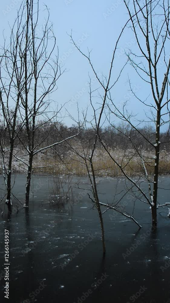 Frozen lake in the woodalnds at winter evening , snow covered trees , trees grew up through the water. Ice on water. Winter video landscapes Frozen lake in the woodalnds at winter evening , snow covered trees , trees grew up through the water. Ice on water. Winter video landscapes