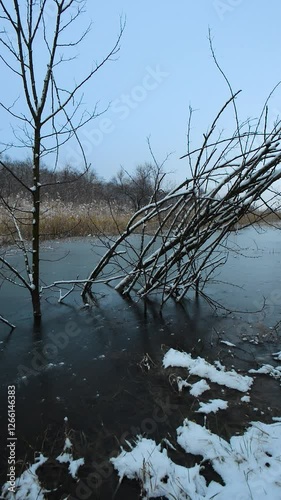 Frozen lake in the woodalnds at winter evening , snow covered trees , trees grew up through the water. Ice on water. Winter video landscapes