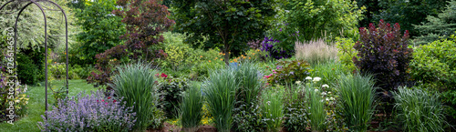 Northwind ornamental grasses, Pillars of olive blue-green blades provide strong vertical form - great as an accent or in a row for screening provide privacy in this suburban garden