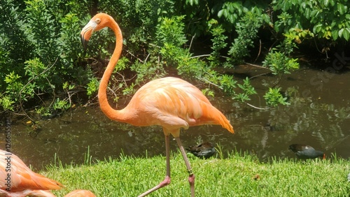 Birds 0152 Pink Flamingo Water Pond Green Grass