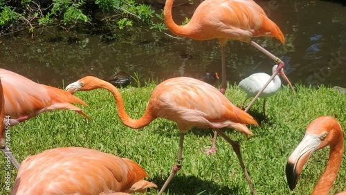 Birds 0154 Pink Flamingo Water Pond Ibis White Beak Green Grass