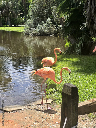 Birds 0069 Colorful Pink Flamingo