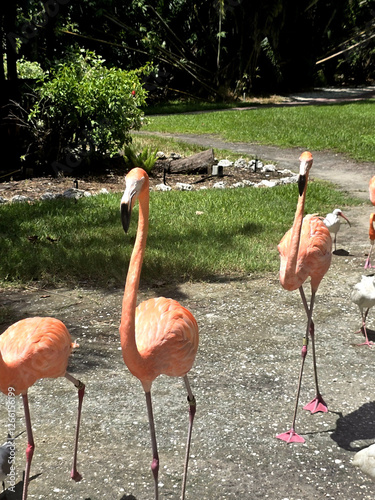 Birds 0071 Colorful Pink Flamingo