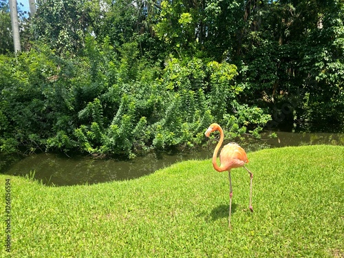 Birds 0074 Colorful Pink Flamingo