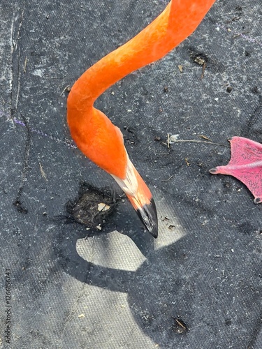 Birds 0080 Colorful Pink Flamingo