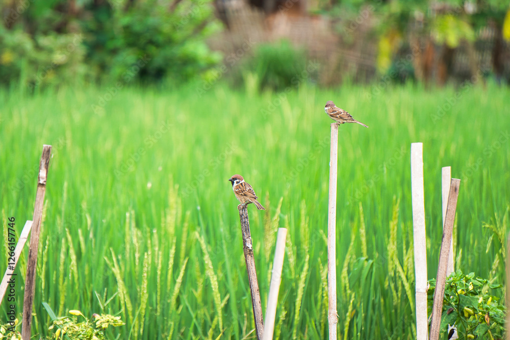 Fototapeta premium Three sparrows perch atop posts in a lush, green rice paddy. The image evokes a serene, rural atmosphere, ideal for nature or travel-themed content.