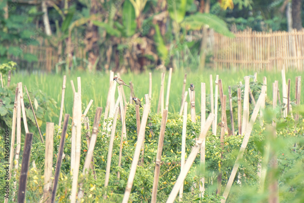 Obraz premium photo depicting farmland in the countryside. there are chili and rice trees in the farmland. There are birds perched on the poles