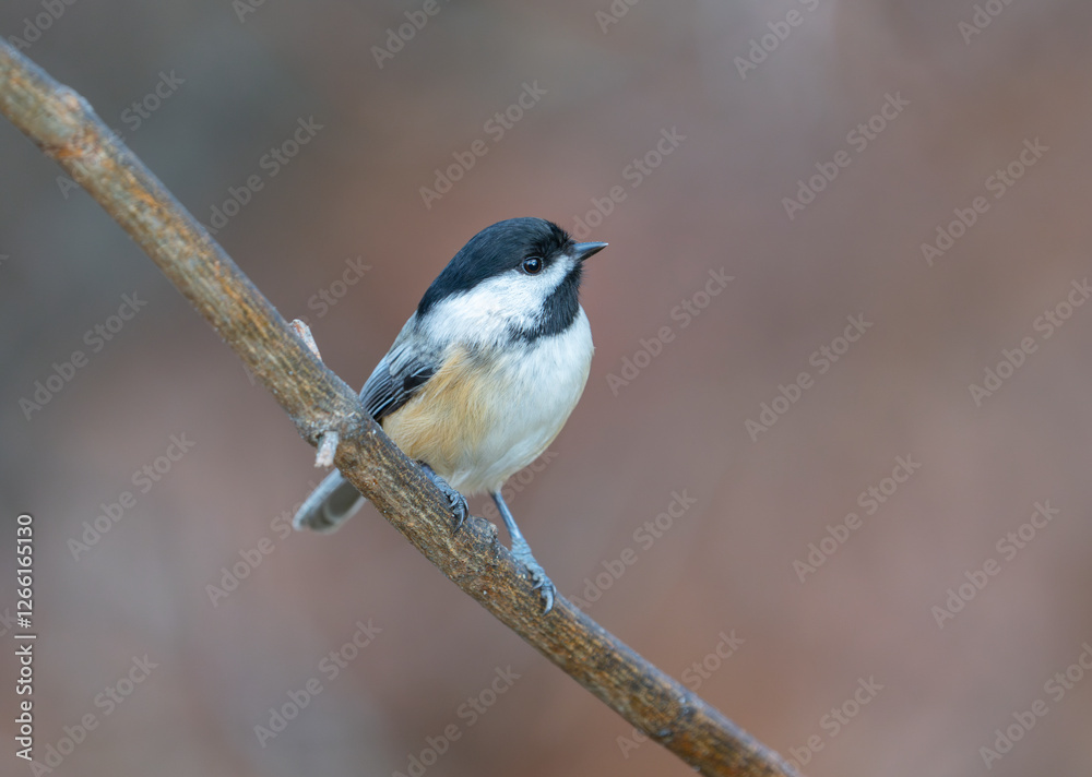 black capped chickadee bird standing on the tree branch black capped chickadee bird standing on the tree branch