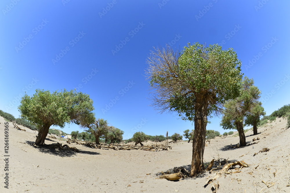Fototapeta premium Populus euphratica trees in the desert