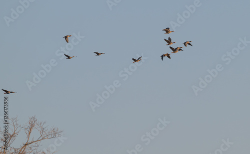 Flock of greylag geese in flight. photo