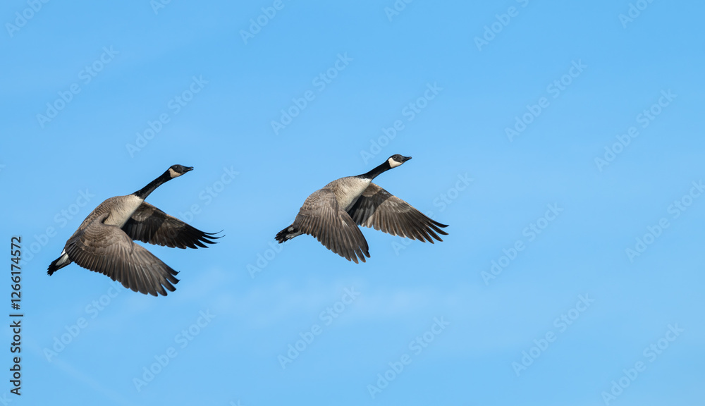 Obraz premium Pair of Canada geese in flight.