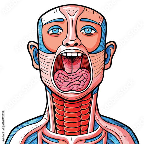 Highly detailed anatomical illustration of a pale pink human pharynx, showcasing distinct muscular layers and connective tissues.