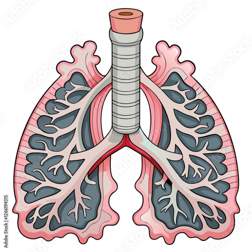 Highly detailed anatomical illustration of a human trachea, showcasing its light gray cartilaginous rings and smooth muscle.