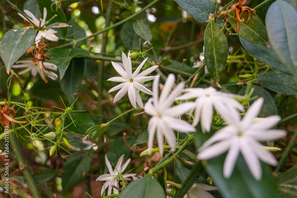 Close-up photo of white star-shaped jasmine flowers in bloom Close-up photo of white star-shaped jasmine flowers in bloom