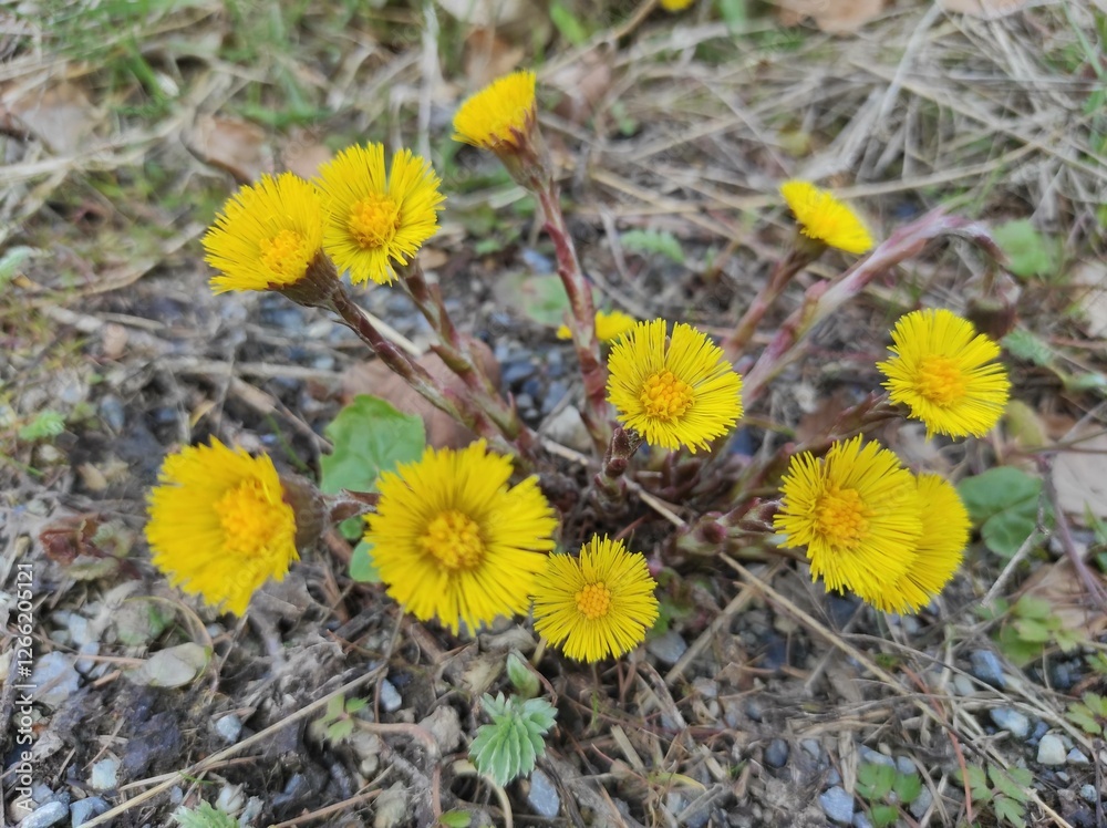 Floral Harmony: A Cluster of Dandelions on the Ground Floral Harmony: A Cluster of Dandelions on the Ground