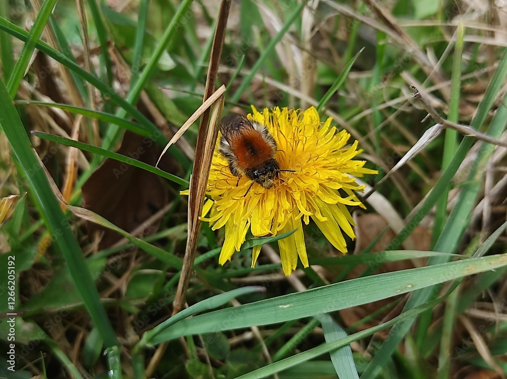 Nature's Pollinator: A Bee on a Vibrant Dandelion Nature's Pollinator: A Bee on a Vibrant Dandelion