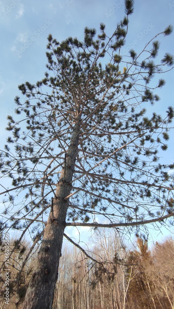 Skyward Gaze: A Pine Tree Reaching for the Clouds Skyward Gaze: A Pine Tree Reaching for the Clouds